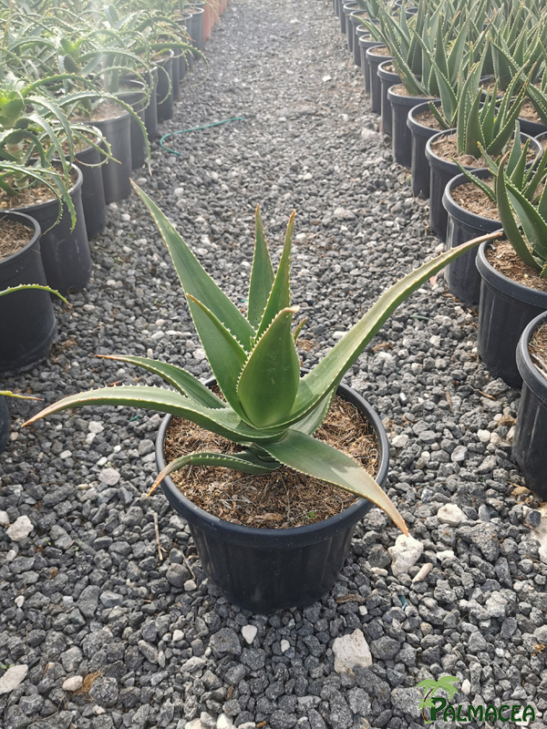 RP 9247 Aloe delaetii 5L