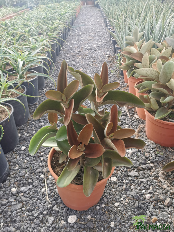 RP 9248 Kalanchoe 5L