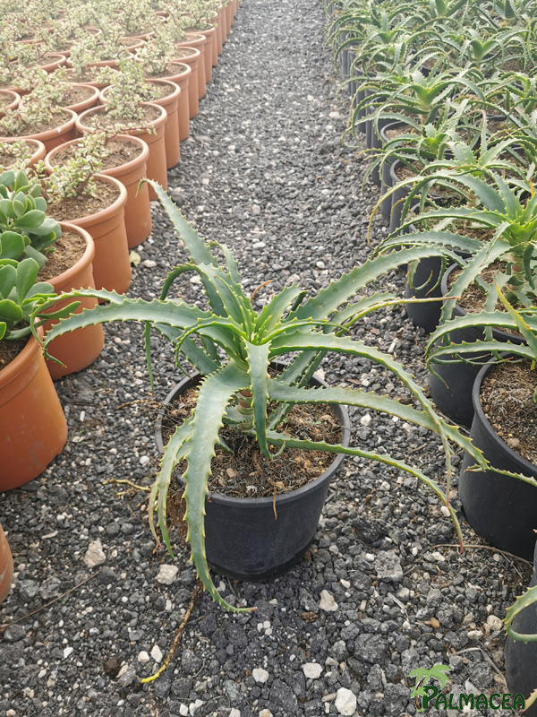 RP 9249 Aloe arborescens 5L