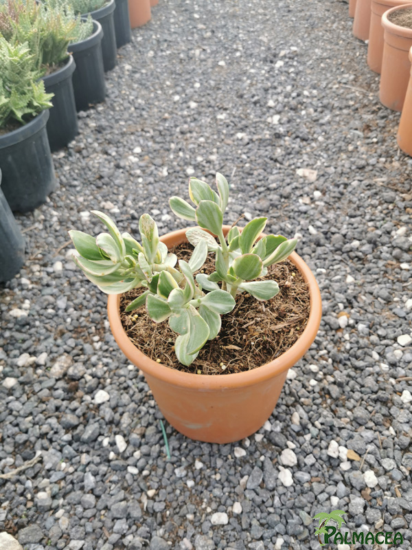 RP 9250 Crassula ovata variegata 5L