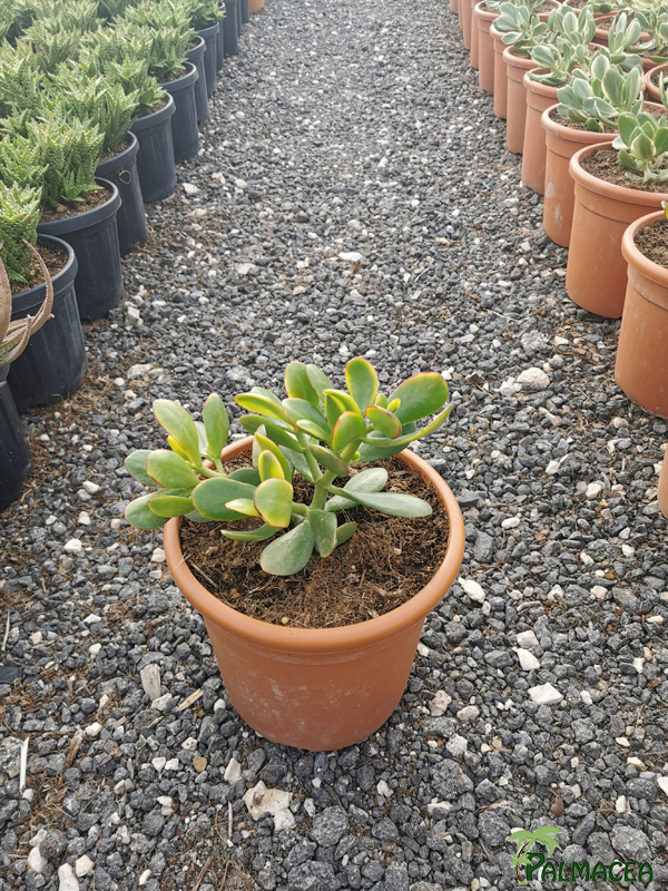 RP 9251 Crassula sunset 5L