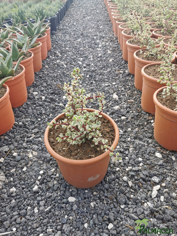 RP 9252 Crassula afra variegata 5L