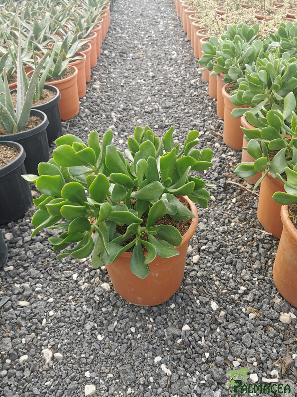 RP 9253 Crassula ovata 5L