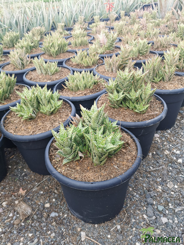 RP 9254 Aloe squarrosa 5L