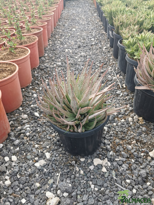 RP 9255 Aloe rauhii 5L