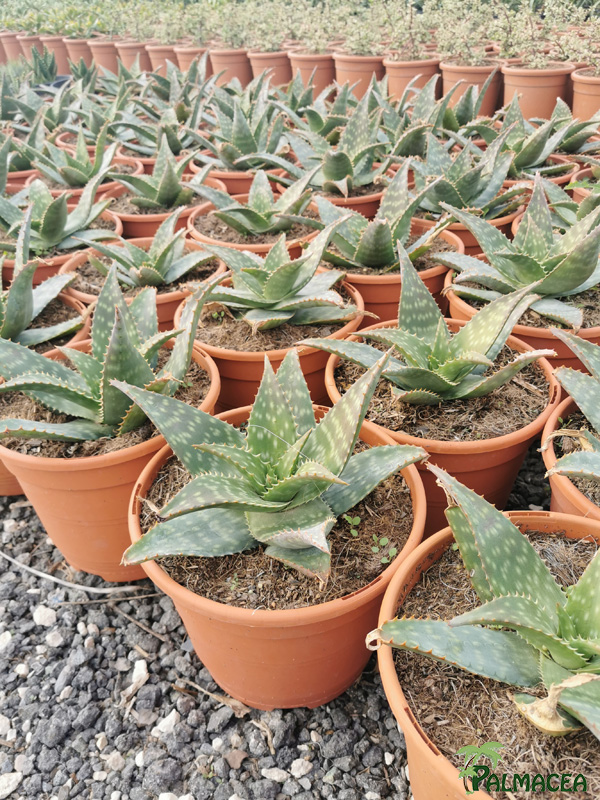 RP 9256 Aloe saponaria 5L