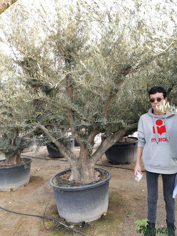 VV 8388 Olea europaea 290L candelabro N14