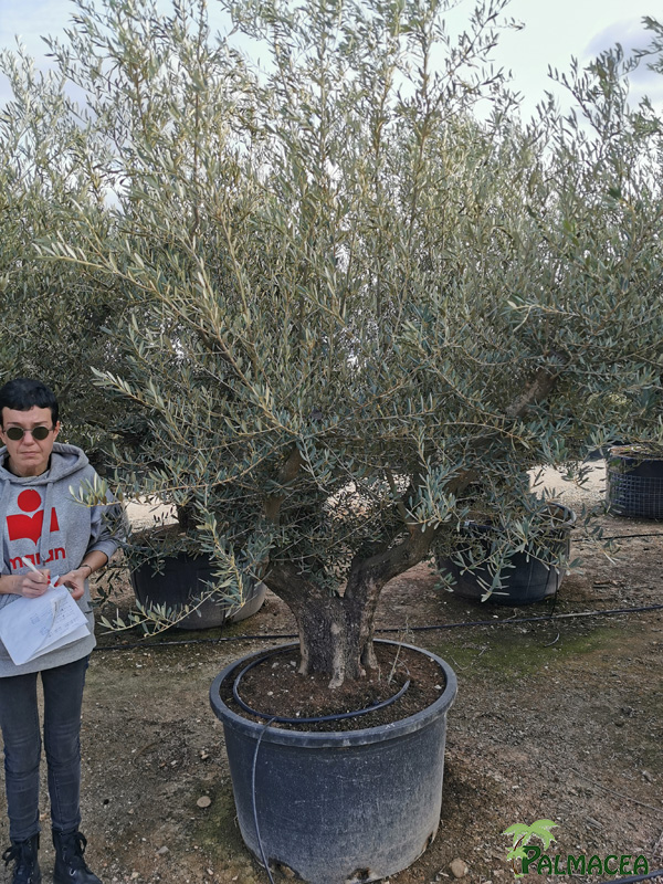 VV 8388 Olea europaea 290L candelabro N15