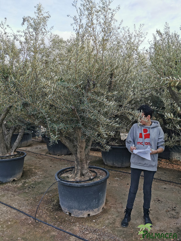 VV 8388 Olea europaea 290L candelabro N18