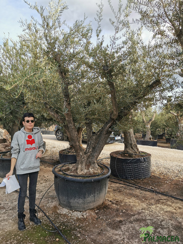 VV 8389 Olea europaea 500L candelabro N1