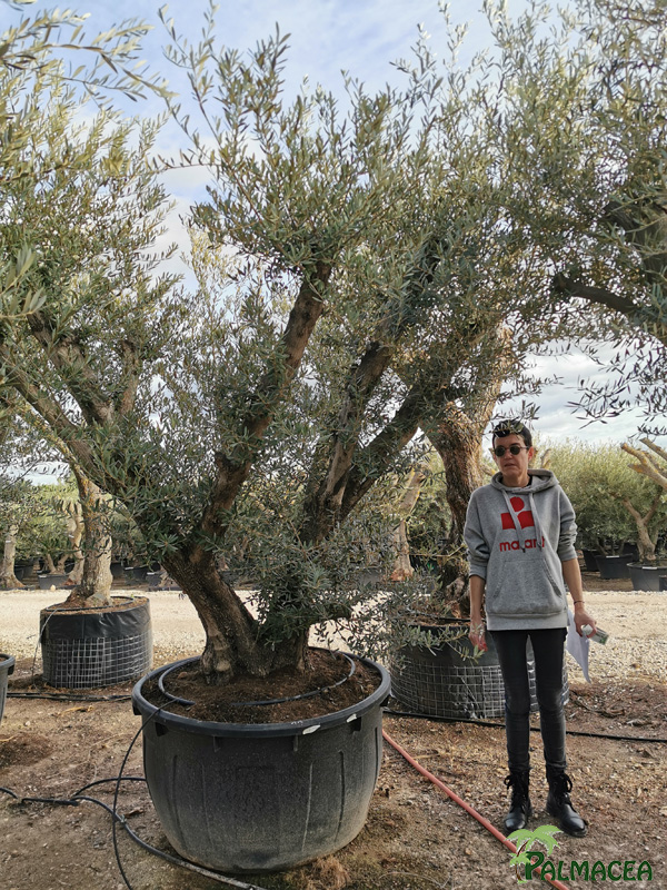 VV 8389 Olea europaea 500L candelabro N11