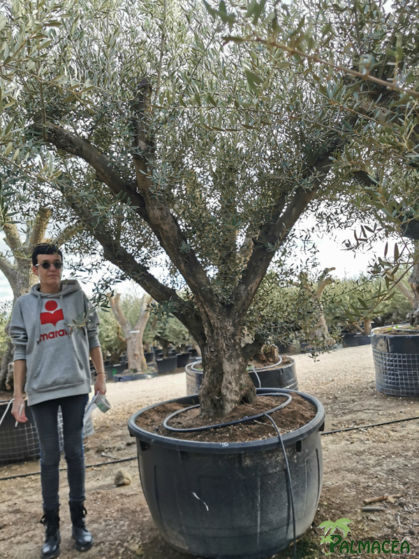 VV 8389 Olea europaea 500L candelabro N16