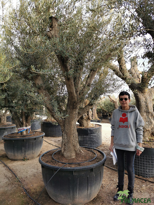 VV 8389 Olea europaea 500L candelabro N17