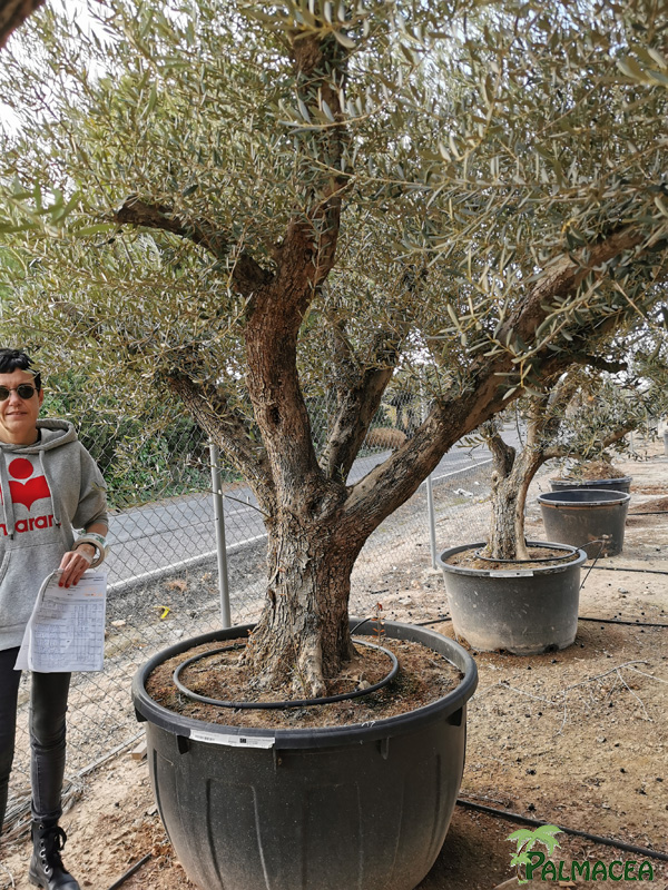 VV 8389 Olea europaea 500L candelabro N19