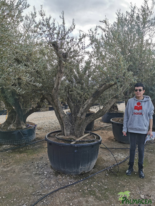 VV 8389 Olea europaea 500L candelabro N2