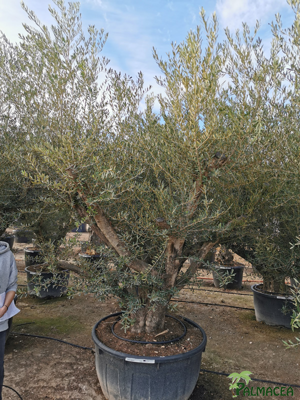 VV 8389 Olea europaea 500L candelabro N20