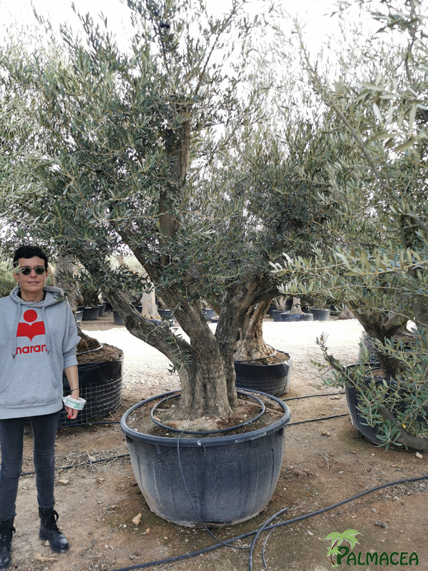 VV 8389 Olea europaea 500L candelabro N6