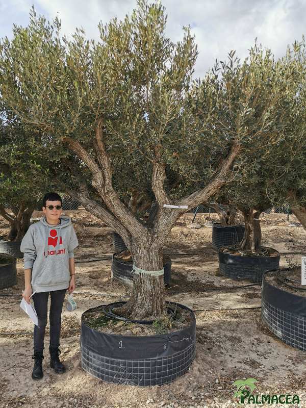 VV 8828 Olea europaea malla aragon 80/100P N1