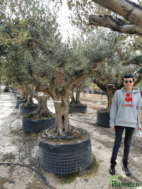 VV 8828 Olea europaea malla aragon 80/100P N2