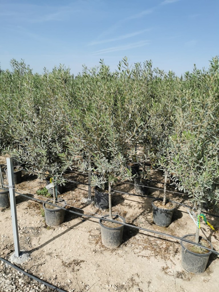 VV 1801 Olea europaea 10L 1/4 tige