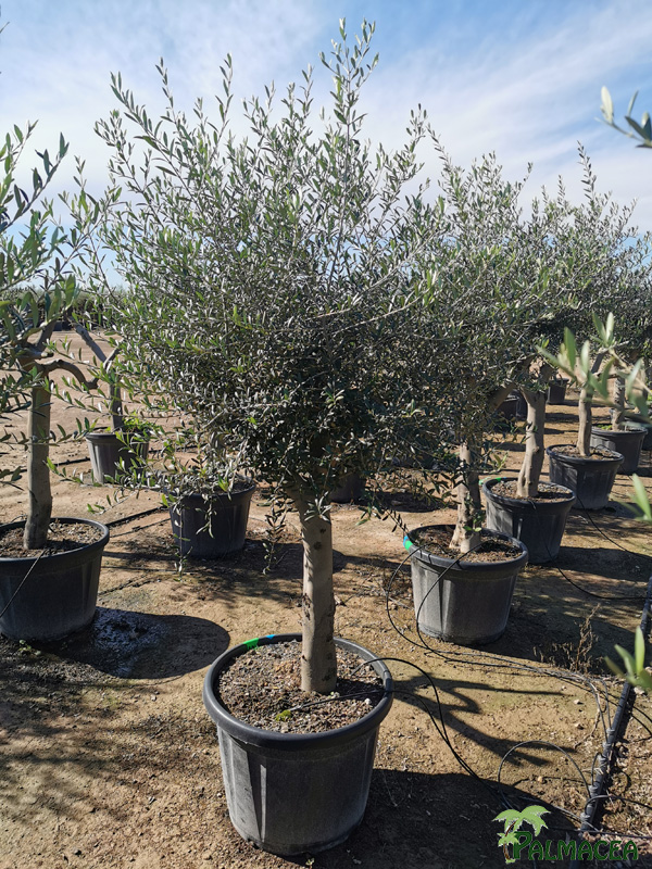 BL 5621 Olea europaea 65L provincial ecorce lisse Piel joven ramificado 30/40P