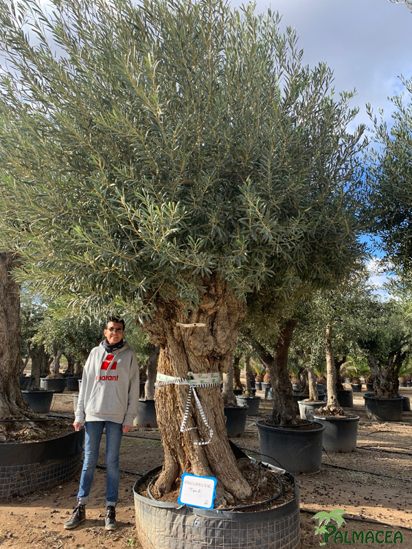 VV 7698 Olea europaea malla provincial tipo 2 A