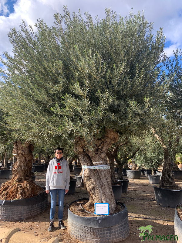 VV 7699 Olea europaea malla provincial tipo 3 A