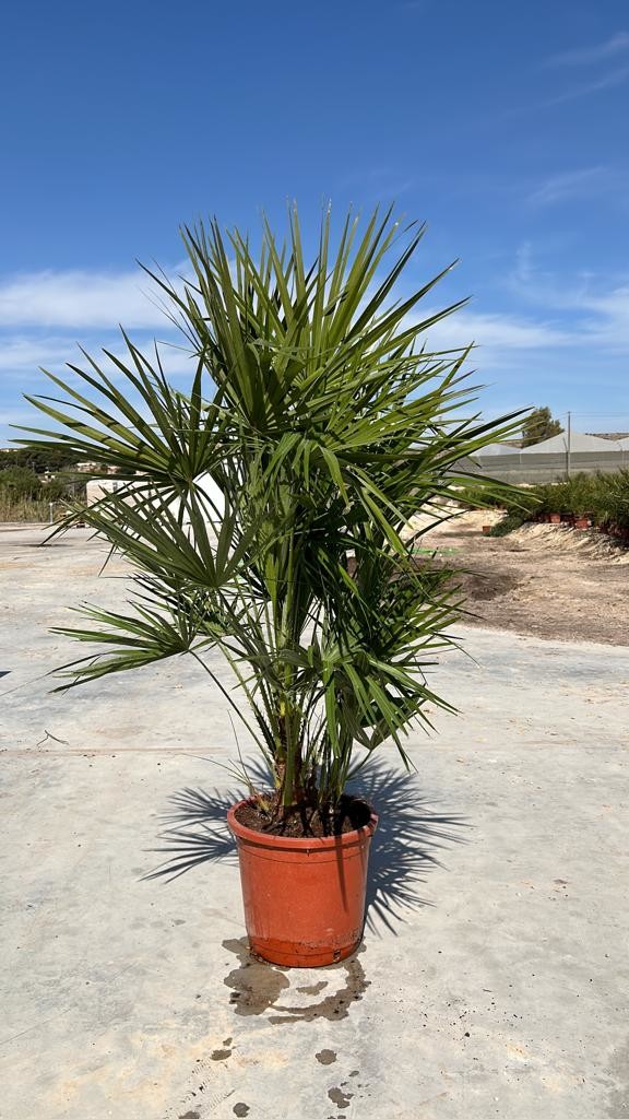 JT 6779 Chamaerops humilis extra 15L