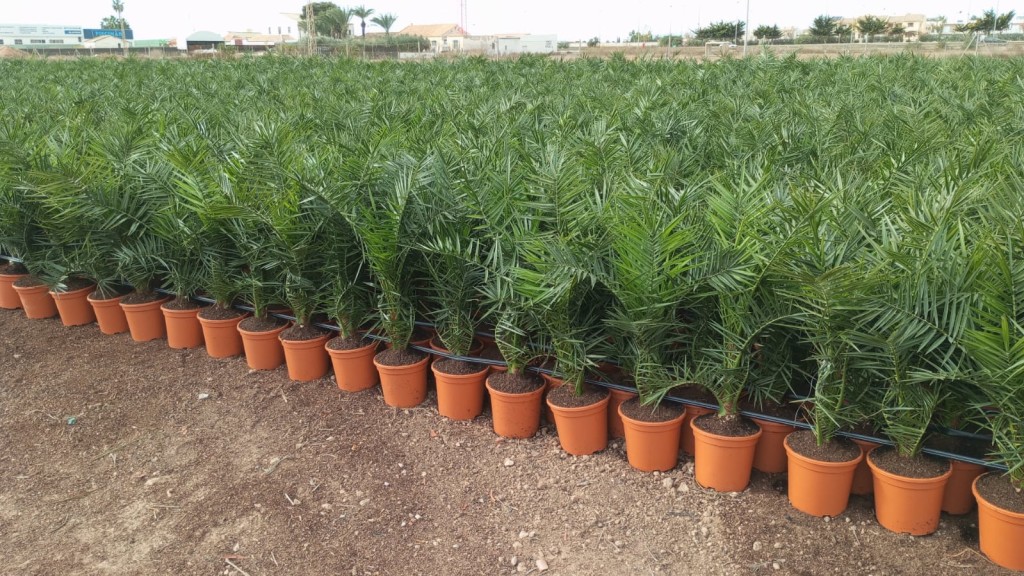 JT 6781 Phoenix canariensis 10L
