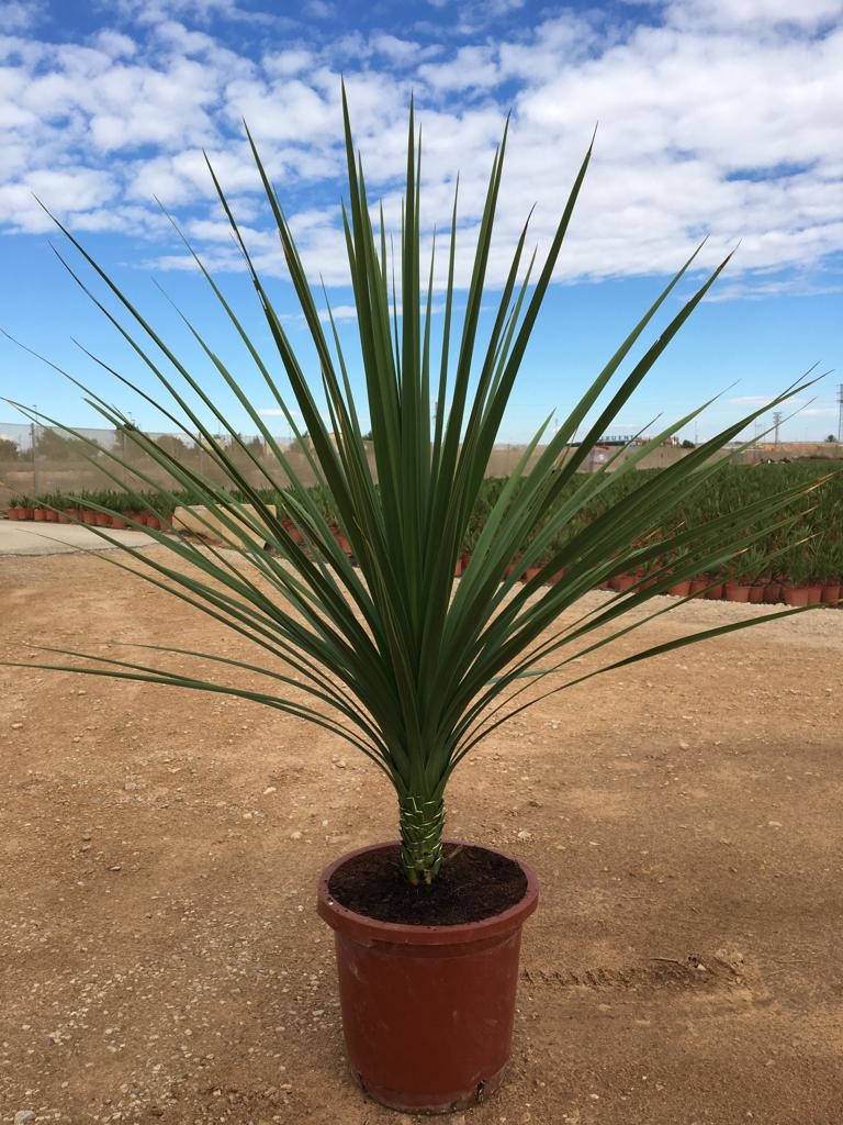 JT 7623 Cordyline indivisa 15L