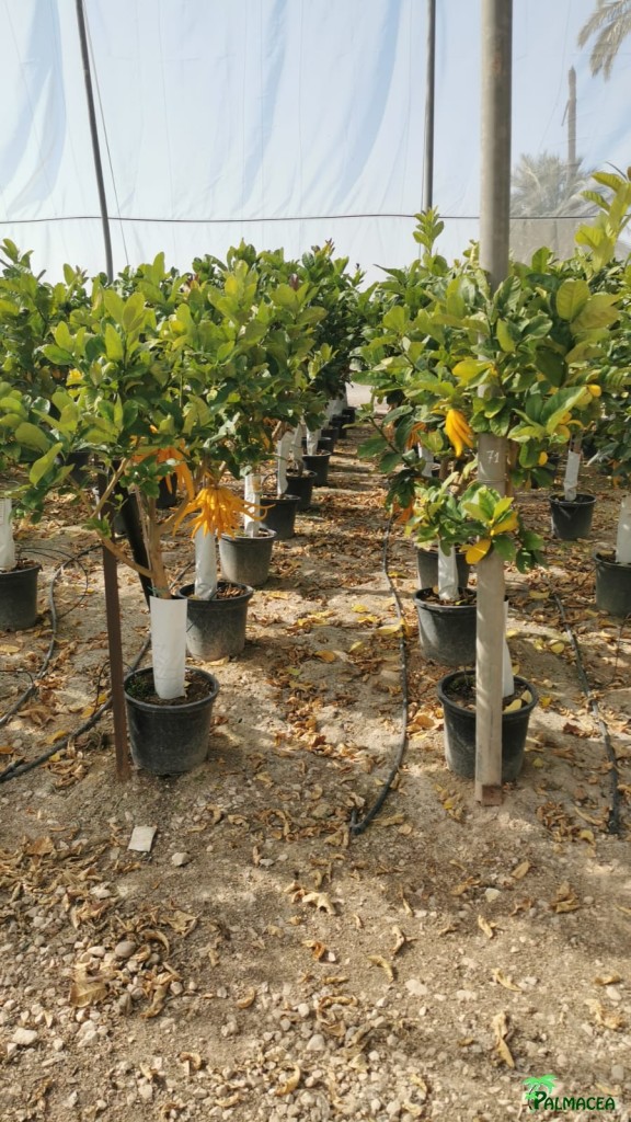 BL 5484 Citrus main de bouddha 15L 1/2 tige