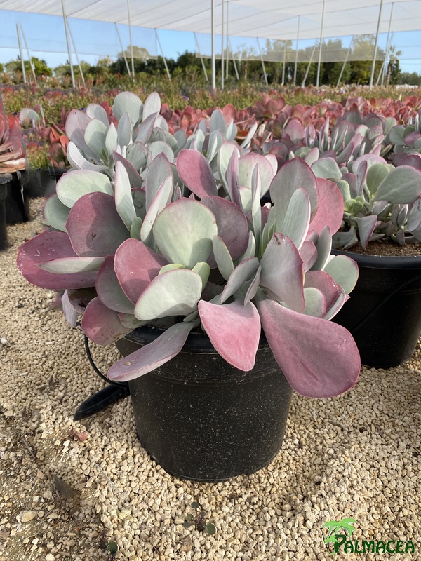 RP 1753 Cotyledon sp 15L