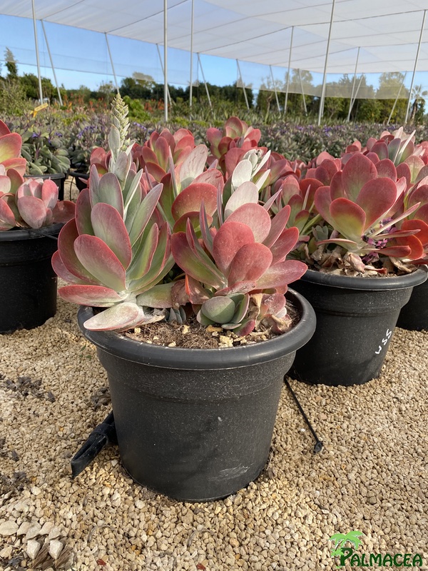 RP 3349 Kalanchoe thyrsiflora variegata 15L