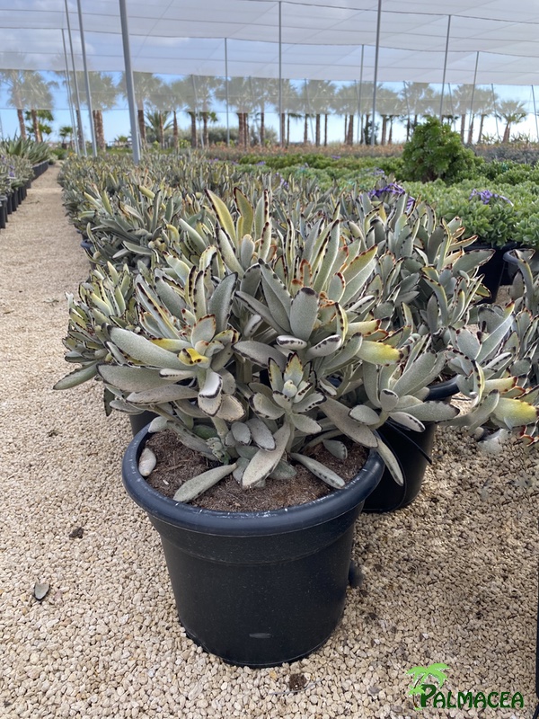 RP 960 Kalanchoe tomentosa 15L