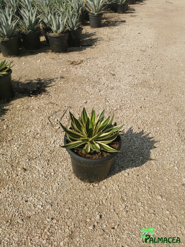 RP 8502 Agave lophantha quadricolor 10L
