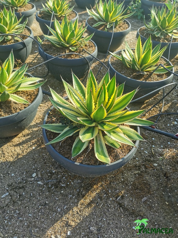 RP 8745 Agave lophanta quadricolor coupe D30