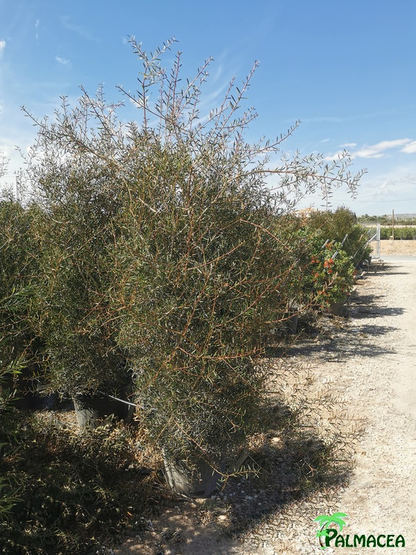 MA 4058 Callistemon rigidus 45L