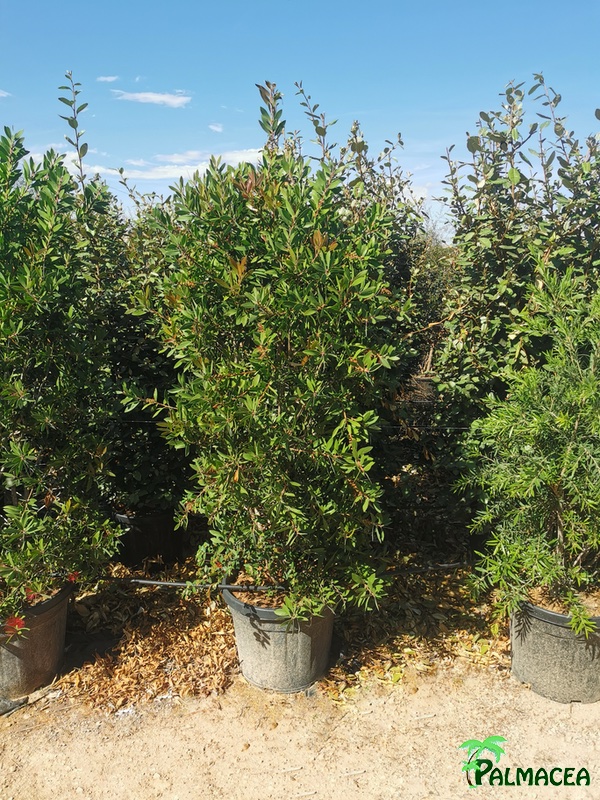 MA 4124 Callistemon citrinus splendens 45L