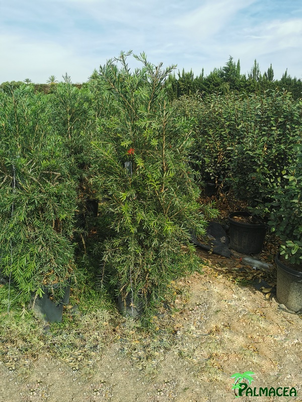 MA 4448 Callistemon petite red 25L