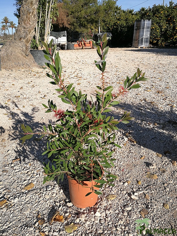 VV 6458 Callistemon citrinus Splendens 3L touffe