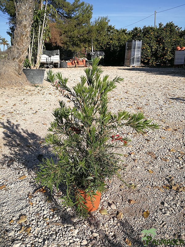 VV 7404 Callistemon masotti 3L touffe
