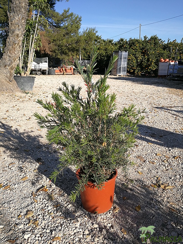 VV 7406 Callistemon masotti 10L touffe
