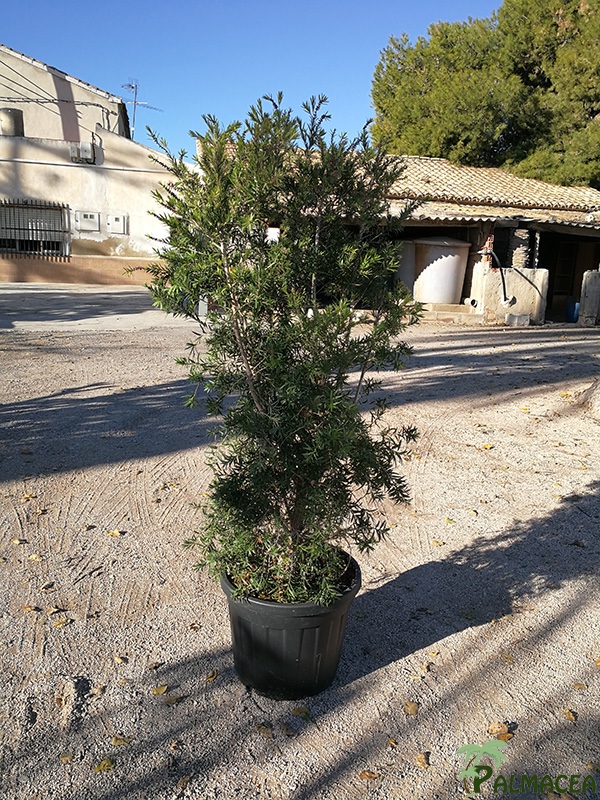 VV 7414 Callistemon bonanza 55L 150/175