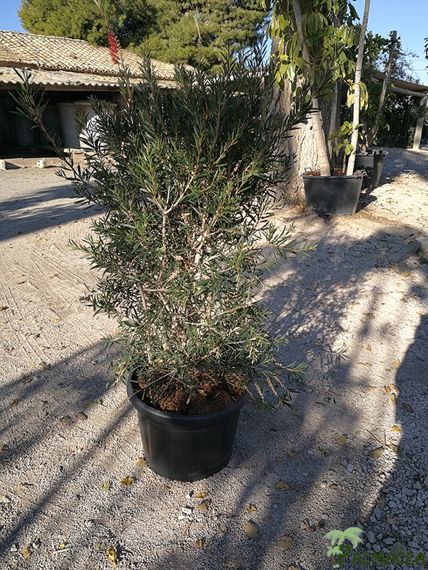 VV 7415 Callistemon glaudus Kings Park Special 45L 125/150
